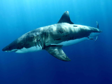 Is Climate Change Increasing the Risk of Shark Attacks?