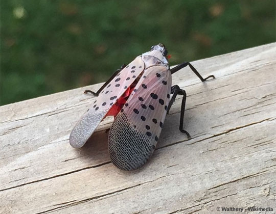 “If You See it, Stomp it.” - What is the Spotted Lanternfly?
