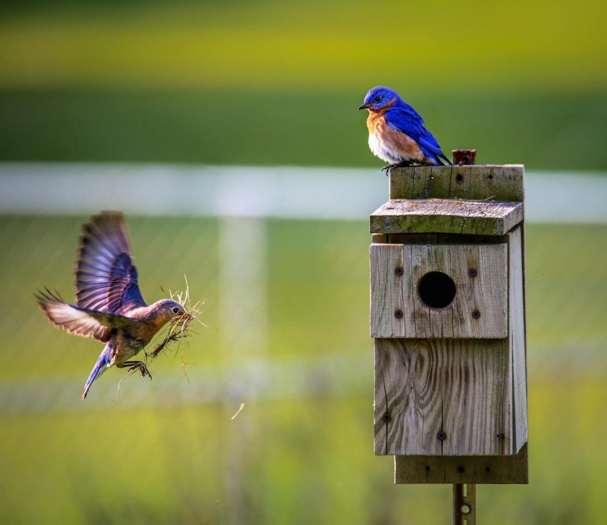 The Declining Bird Population and How You Can Help