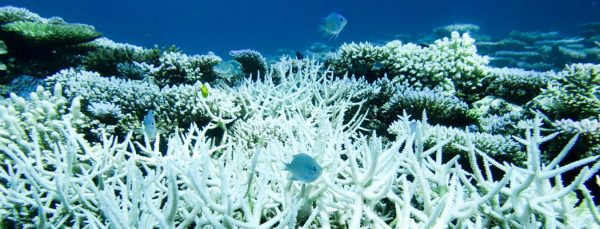 Coral Bleaching: What It Means and Why You Should Be Worried