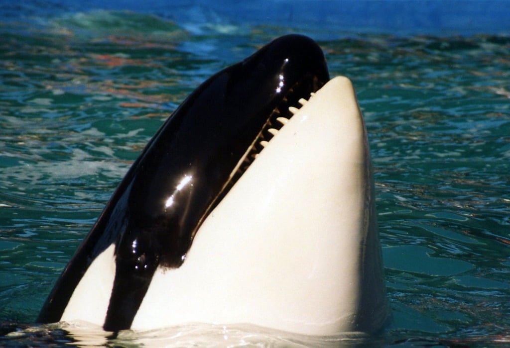 Hidden Cruelty: Corky at SeaWorld